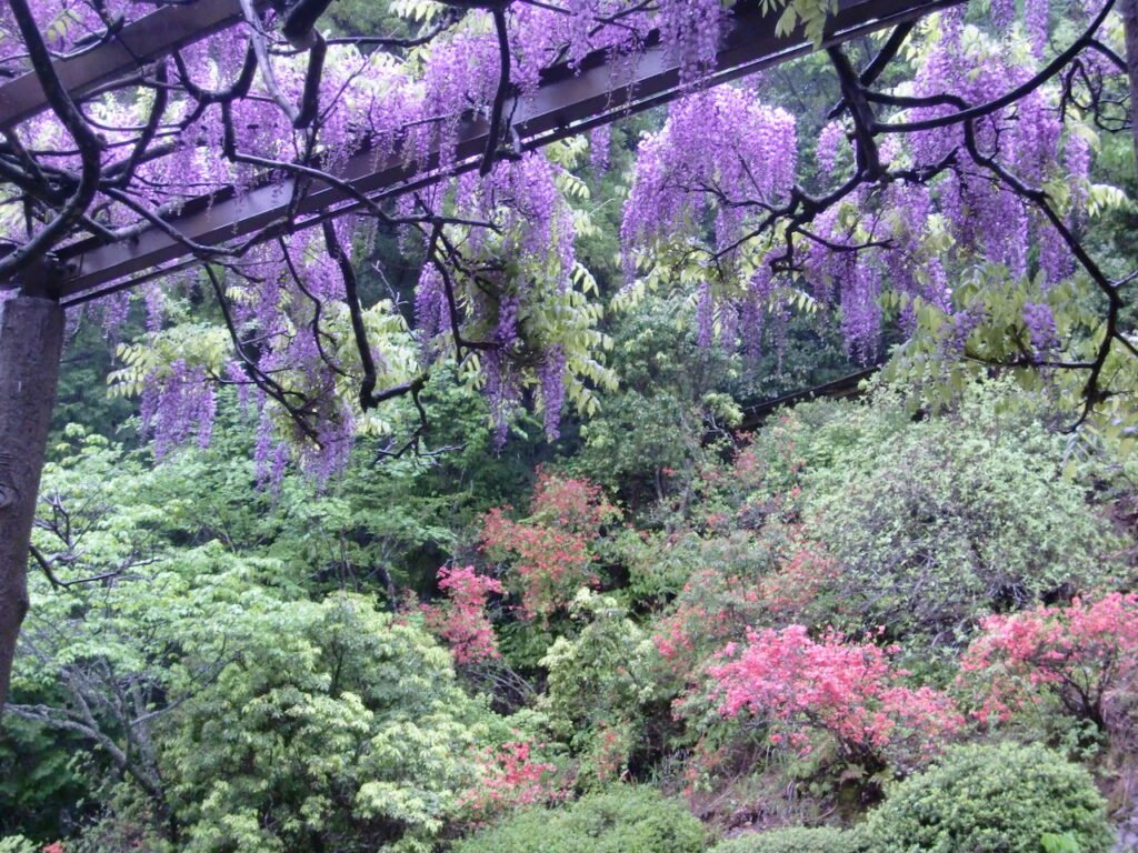 🌸 사이노카미 등나무(사이노카미노후지) 이미지 9